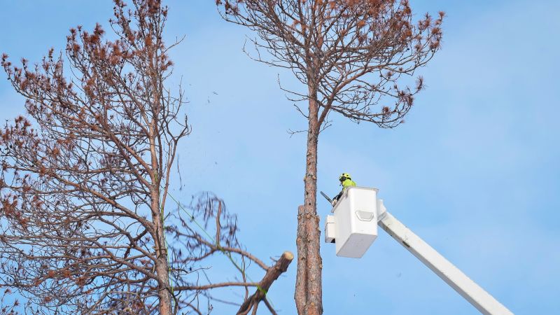 Tree Removal Service