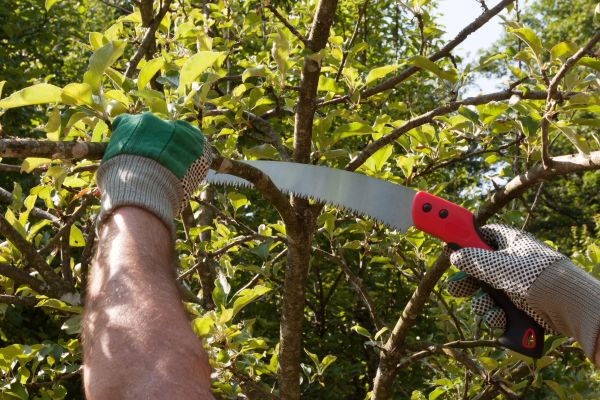 Cost of Small Tree Removal in Madison
