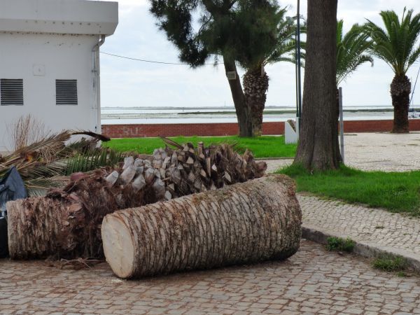 Cost of Palm Trees Removal in Madison