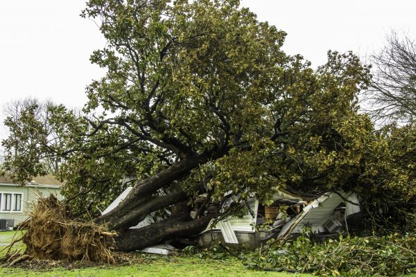 Cost of Fallen Tree Removal in Madison
