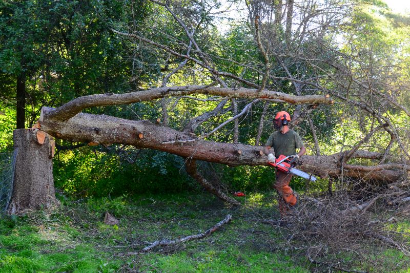 Emergency Tree Removal