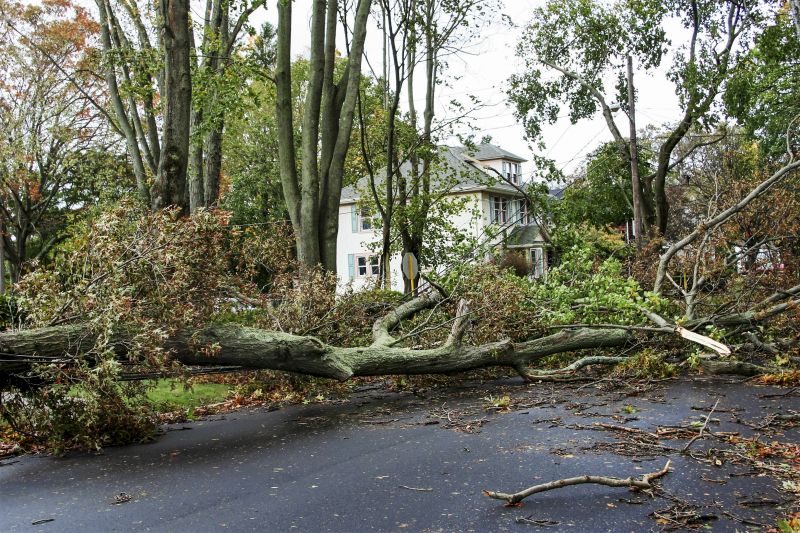 Commercial Property with Fallen Trees