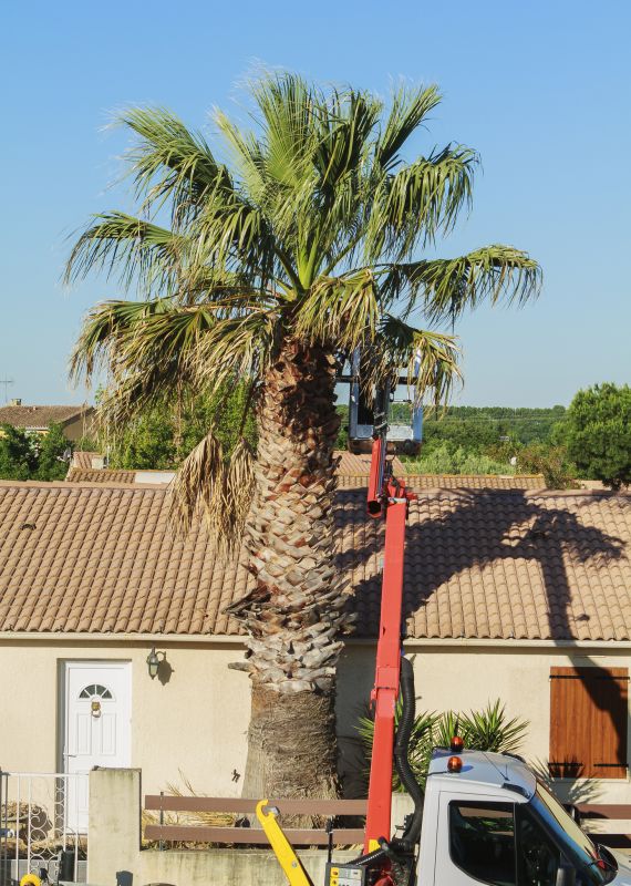 Palm Trees Removal