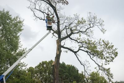 Healthy Tree Removal