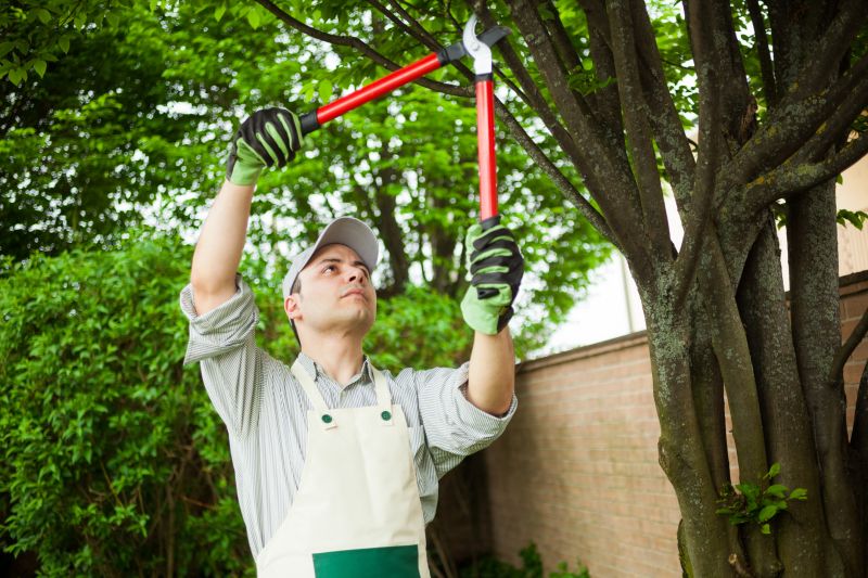 Local Tree Removal Contractors